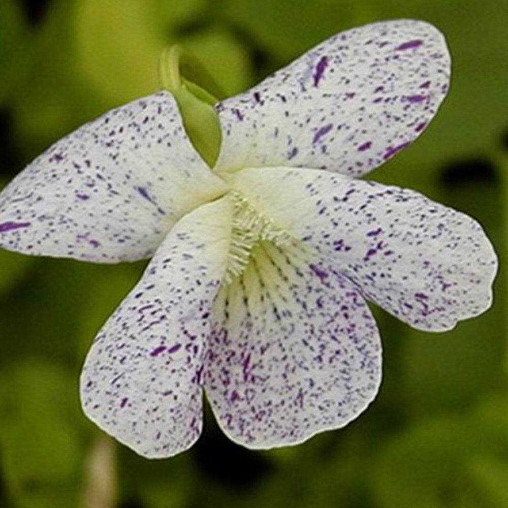 Pfingstveilchen Freckles - Willemse