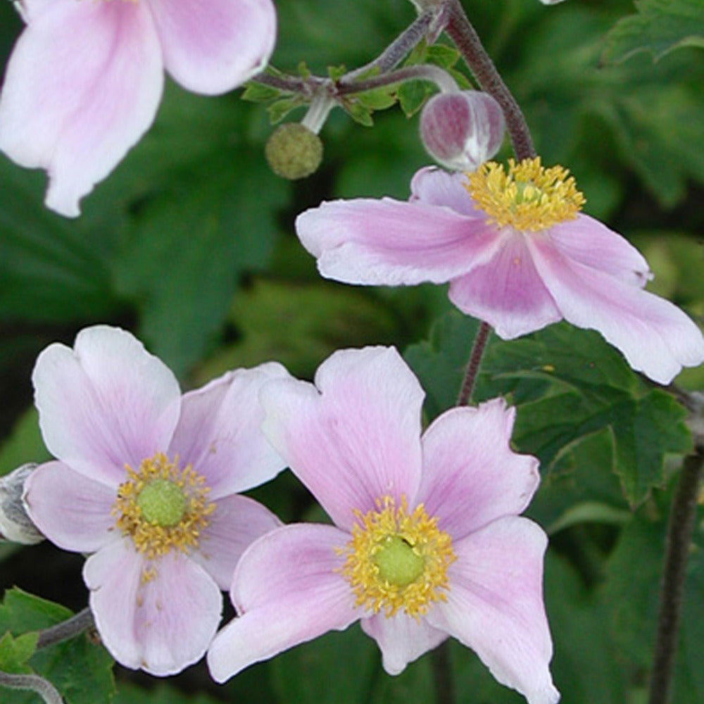 Japanische Anemone Robustissima - Anemone tomentosa 'robustissima' - Willemse