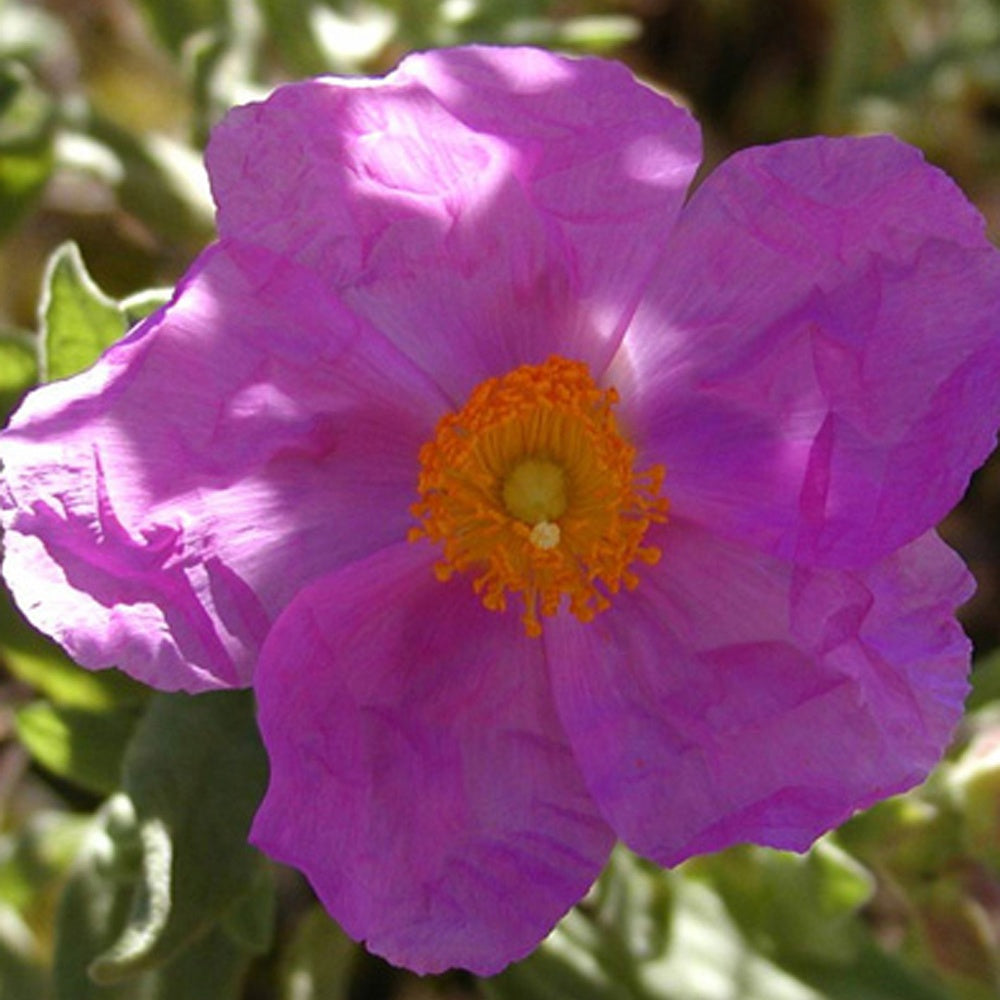Graulaubige Zistrose - Willemse