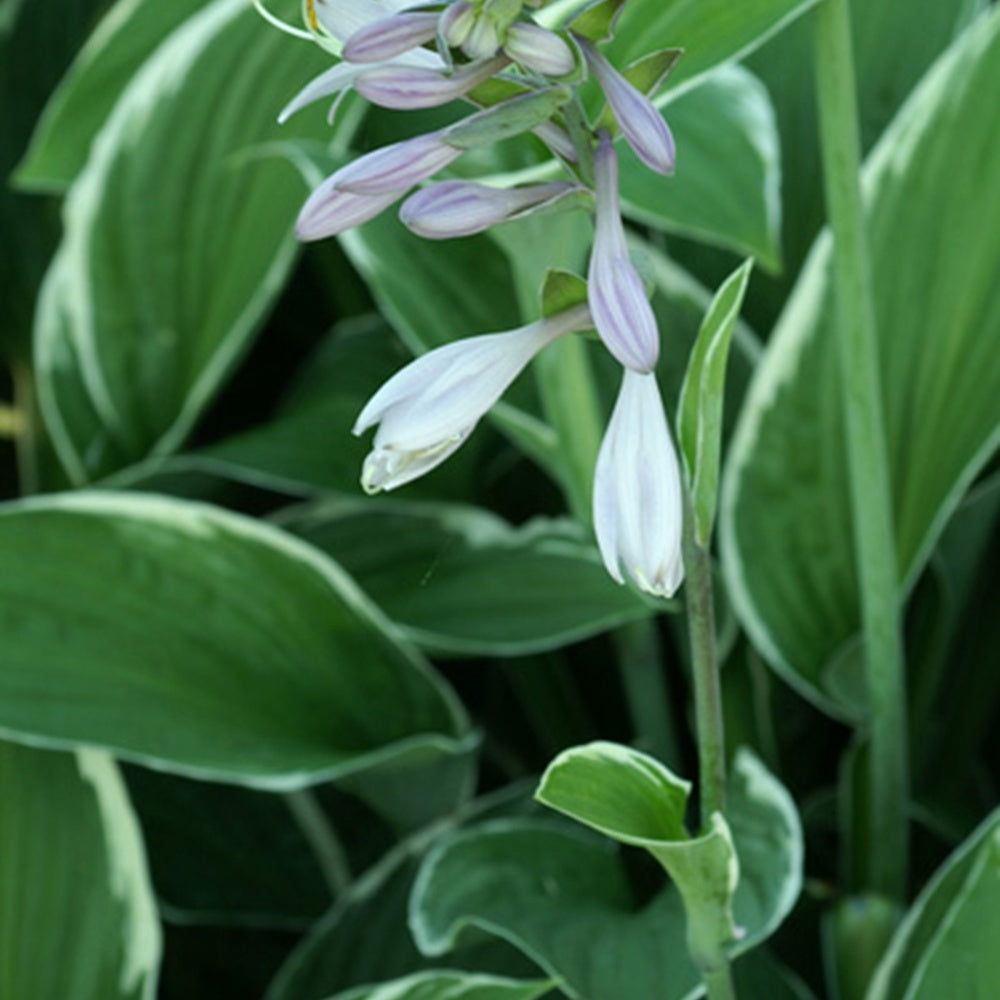Funkie Francee - Hosta fortunei Francee - Willemse