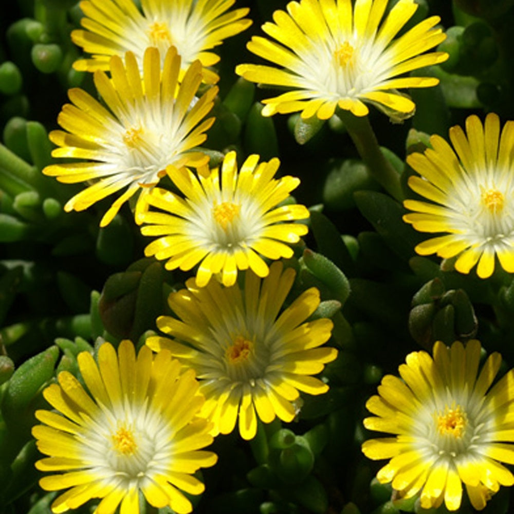 Mittagsblume 'Jewel of Desert Peridott' - Willemse