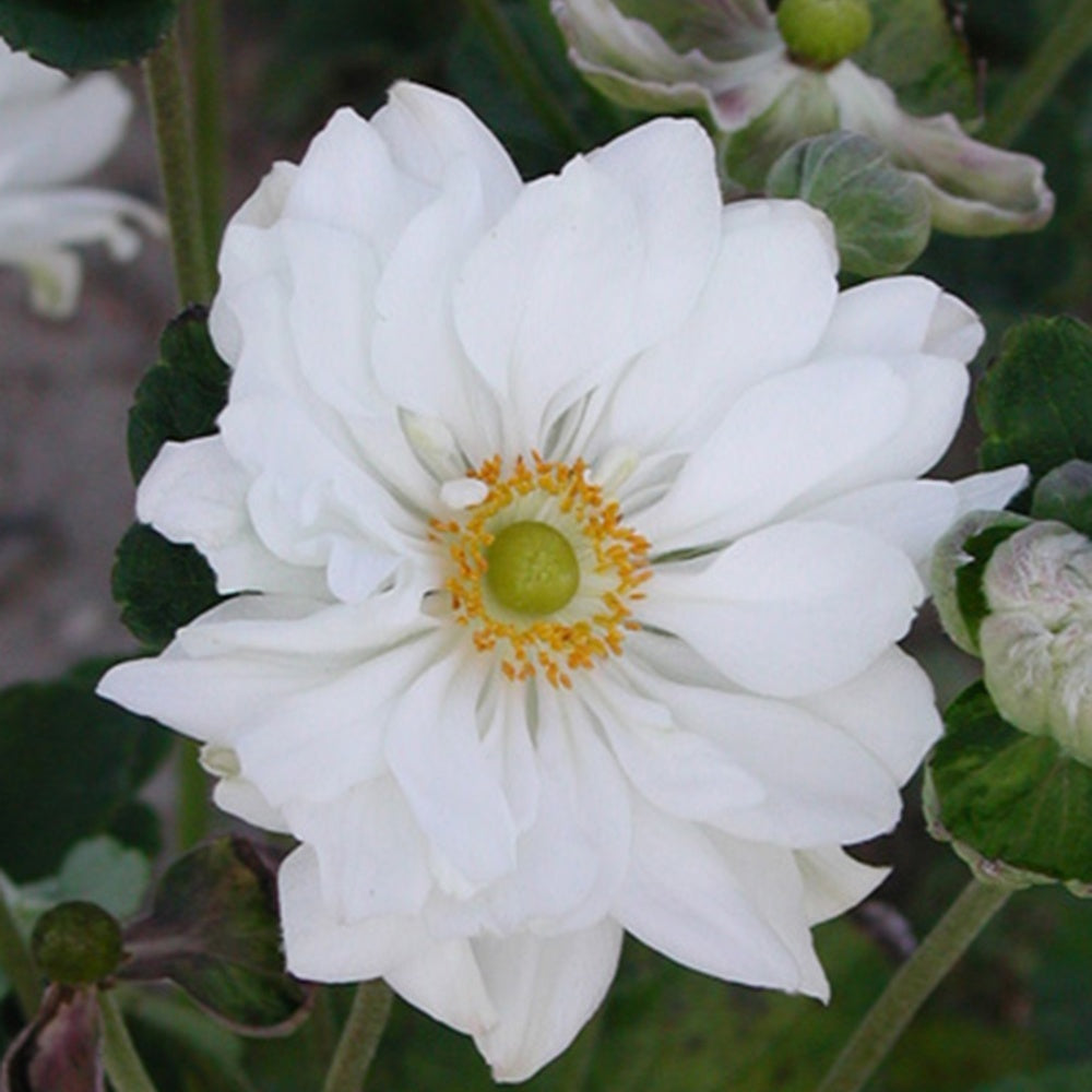 Herbst-Anemone ‘Whirlwind’ - Anemone hybrida whirlwind - Willemse