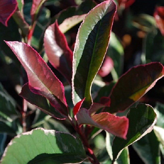 Photinia fraseri Pink Marble - Glanzmispel 'Pink Marble' - Photinia