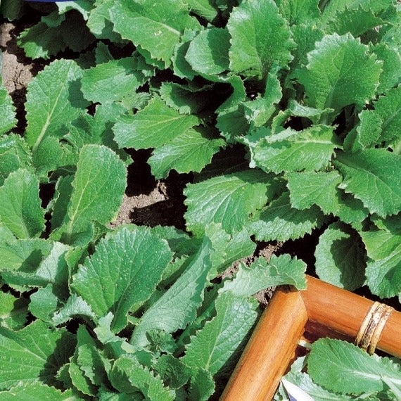 Herbstrübe grün - Brassica rapa - Willemse