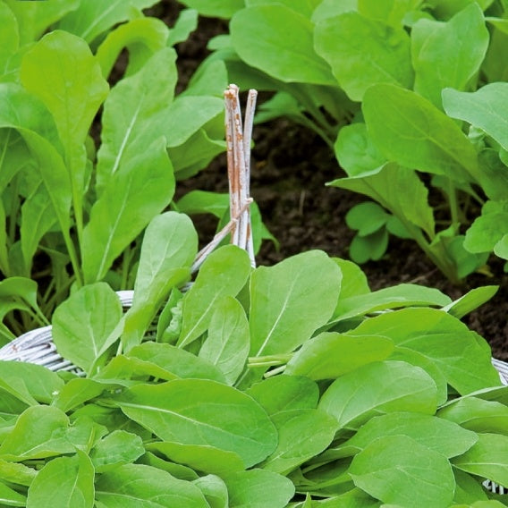 Rucola Pronto - Willemse