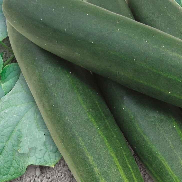 Gurke Sonja F1 Bio - Cucumis sativus sonja f1 - Willemse