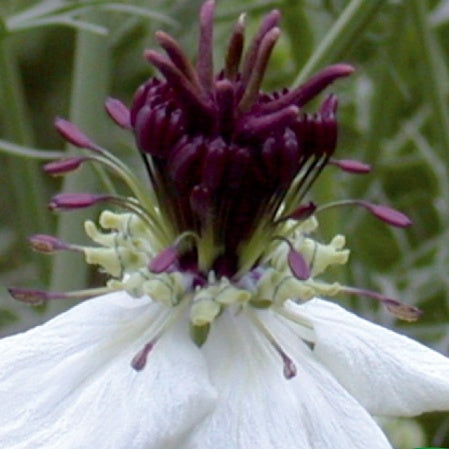 Nigella papillosa - Schwarzkümmel ‘African Bride’ - Blumensamen