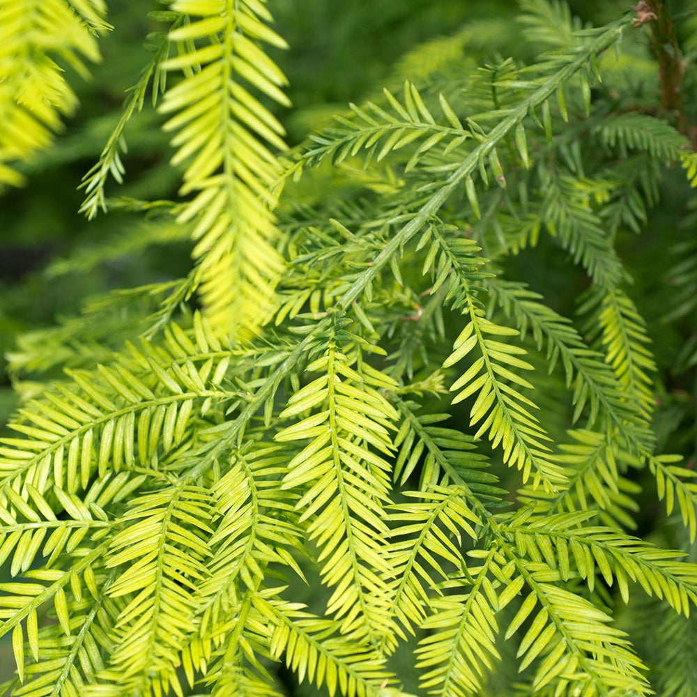 Küstenmammutbaum - Sequoia sempervirens - Willemse