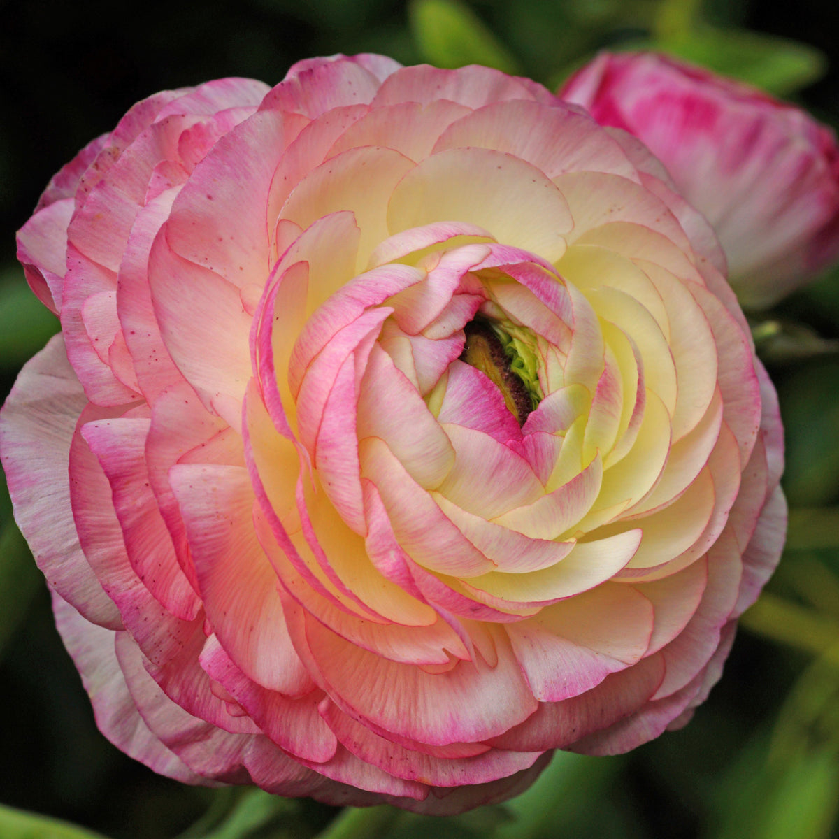 Ranunkel Picotee Pink (x12) - Willemse
