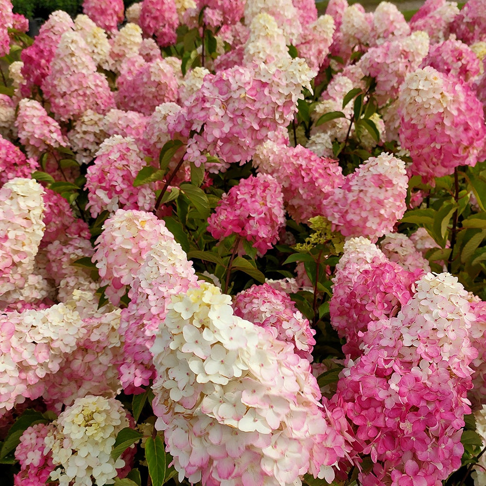 Rispenhortensie Fraise Melba® 'Renba' - Hydrangea paniculata fraise melba ® ‘renba’