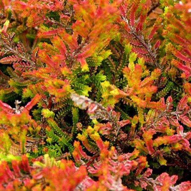 Besenheide Wickwar Flame - Willemse