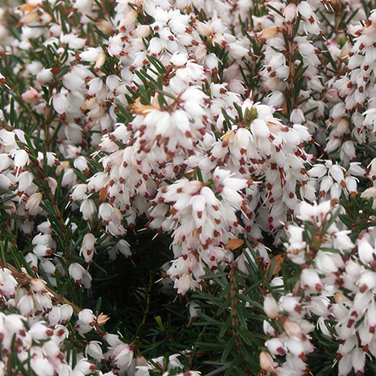 Winterheide Silberschmelze - Willemse