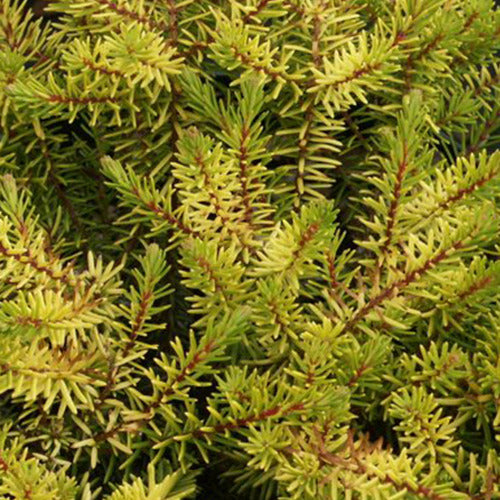 Winterheide Eva Gold - Willemse