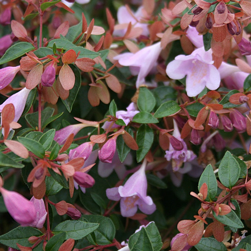 Abelia Pink Pong - Abelia grandiflora Pink Pong ® - Willemse