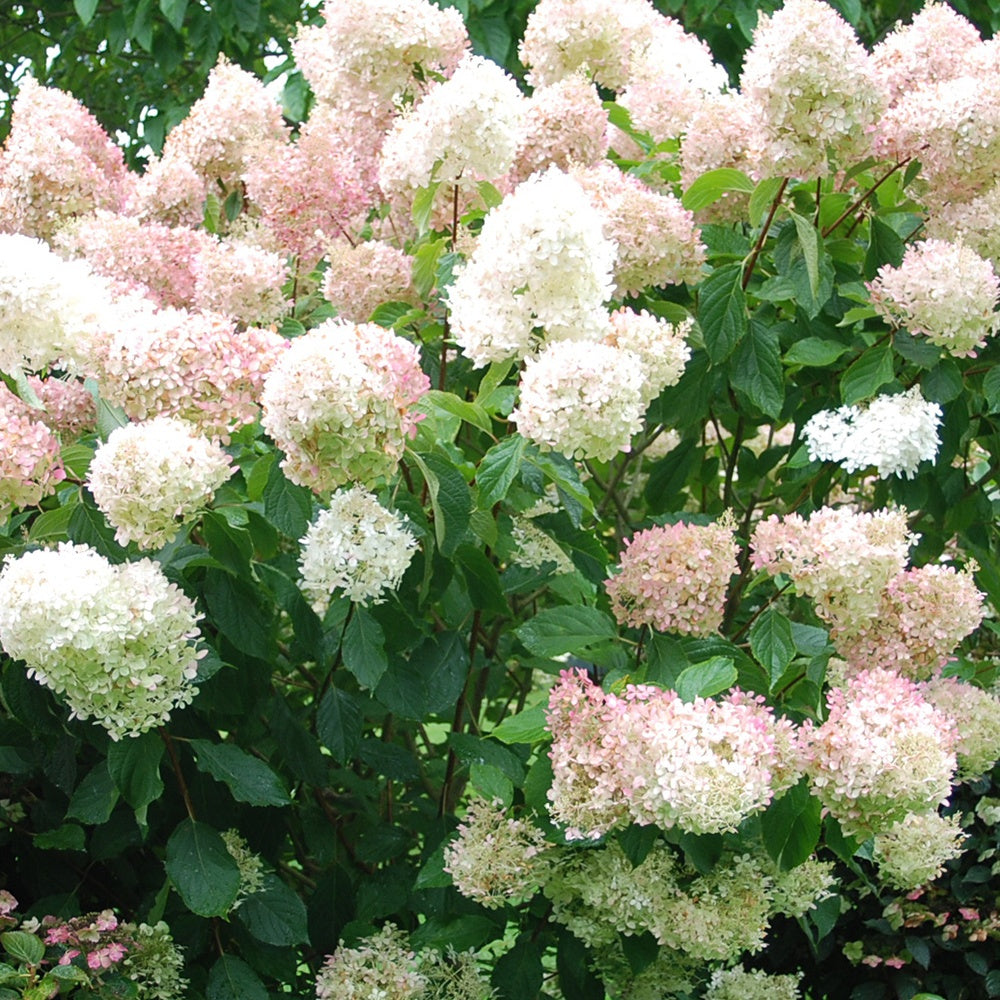 Rispenhortensie Phantom - Willemse