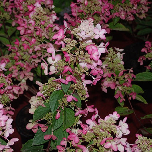 Rispenhortensie Ruby Angels Blush - Willemse