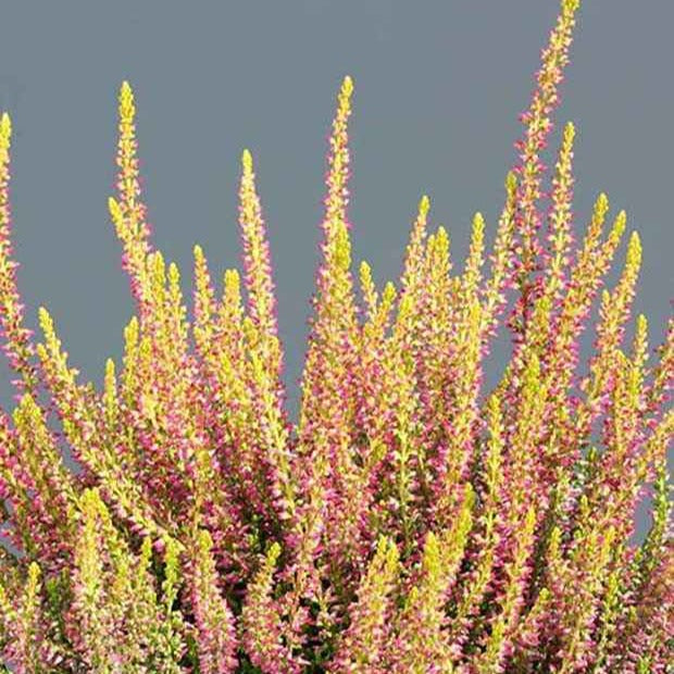 Sommerheide Golden Angie - Calluna vulgaris golden angie - Willemse