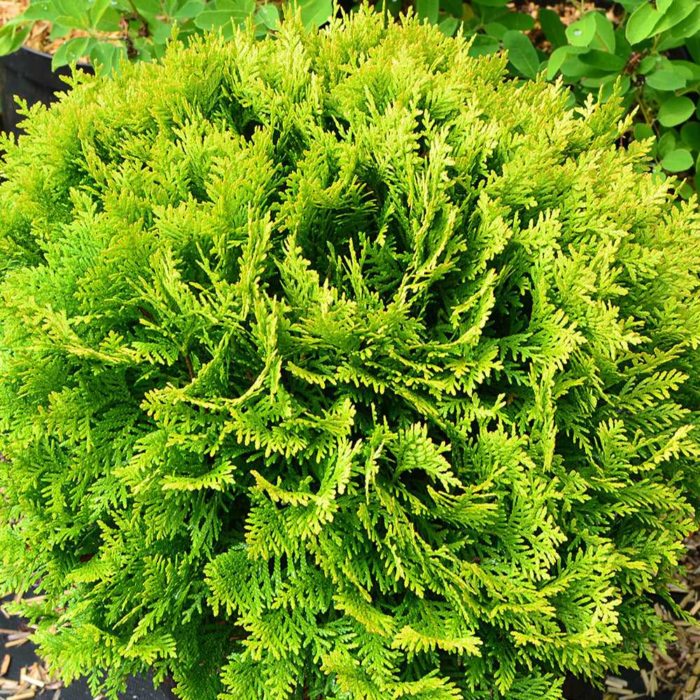 Thuja occidentalis Mirjam - Lebensbaum Mirjam - Nadelbäume