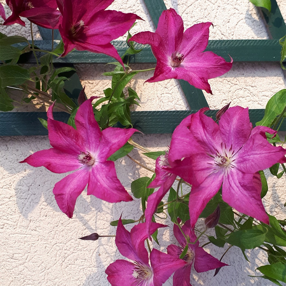 Waldrebe ‘Nancy’ (Jour de la Terre®) - Clematis integrifolia nancy jour de la terre®clemi - Willemse