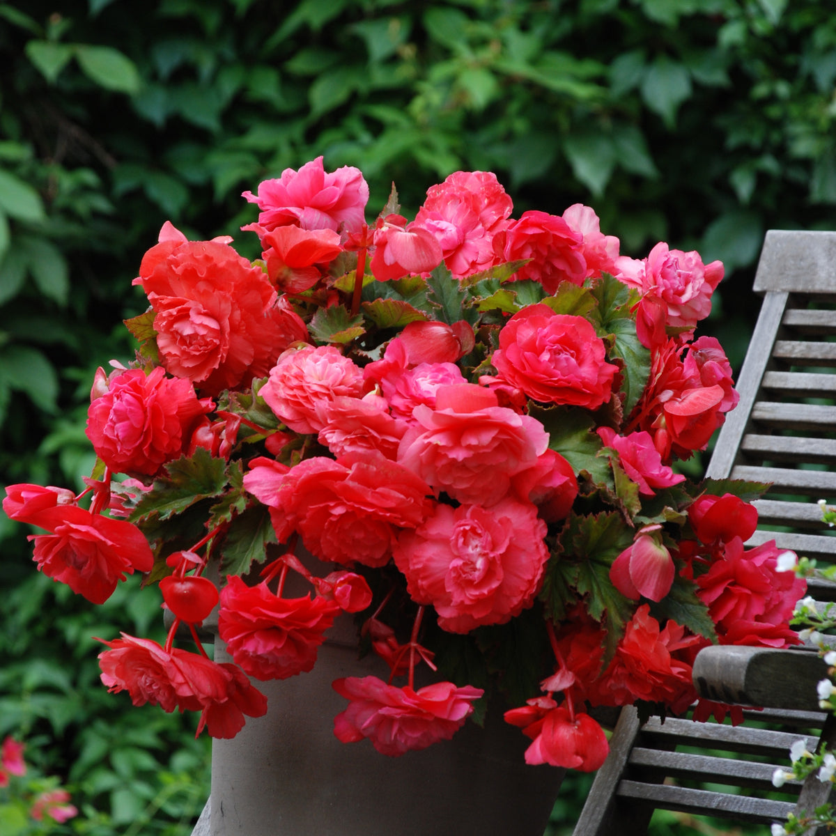 Hänge-Begonie duftend ‘Pink Delight’ (x5) - Willemse