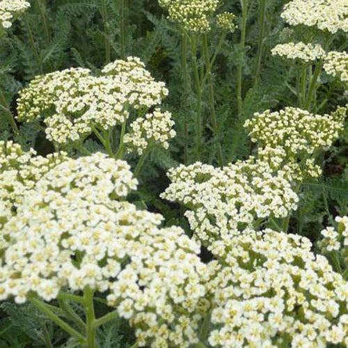 Alabaster Achillea (x3) - Achillea hybride alabaster - Sträucher und Stauden