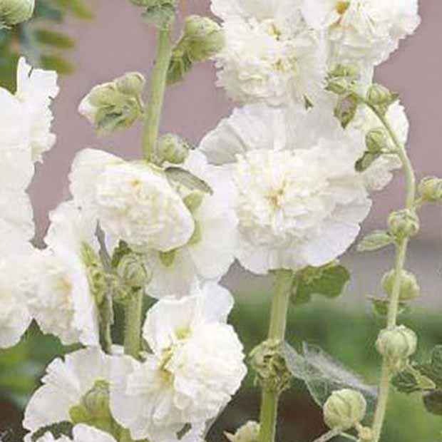 Stockrose gefüllt weiß - Alcea rosea chater's double blanc - Willemse