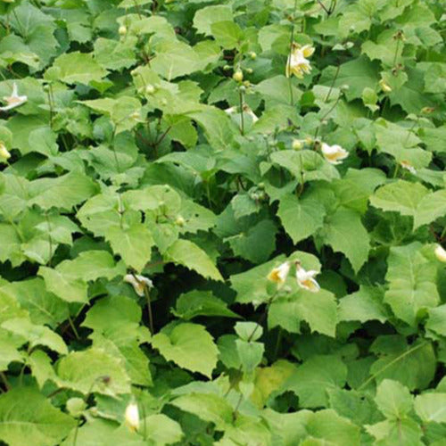 Koreanische Wachsblume - Willemse