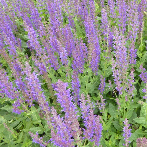 Wald-Salbei Mainacht - Salvia nemorosa mainacht - Willemse