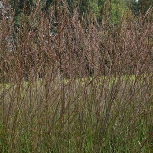 Hohes Pfeifengras ‘Karl Foerster’ - Molinia arundinacea karl foerster - Willemse