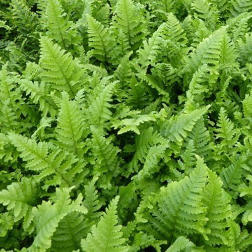 Wurmfarn ‘Cristata’ - Dryopteris filix-mas cristata - Willemse