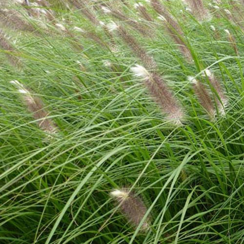 Federborstengras Japonicum - Pennisetum alopecuroides japonicum - Gartenpflanzen