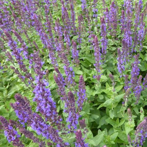 Steppen-Salbei ‘Blaukönigin’ - Salvia nemorosa Blaukönigin - Willemse