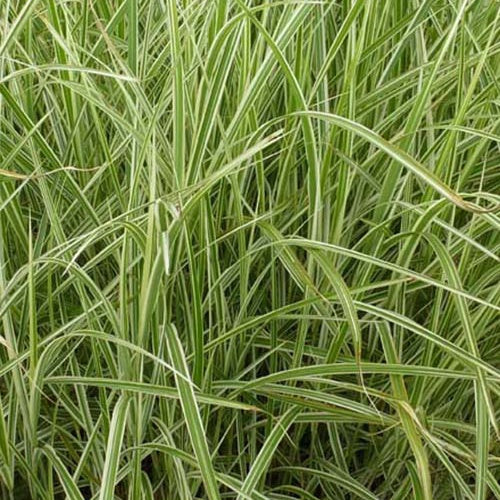 Chinagras Miscanthus 'Variegatus' - Miscanthus sinensis variegatus - Willemse