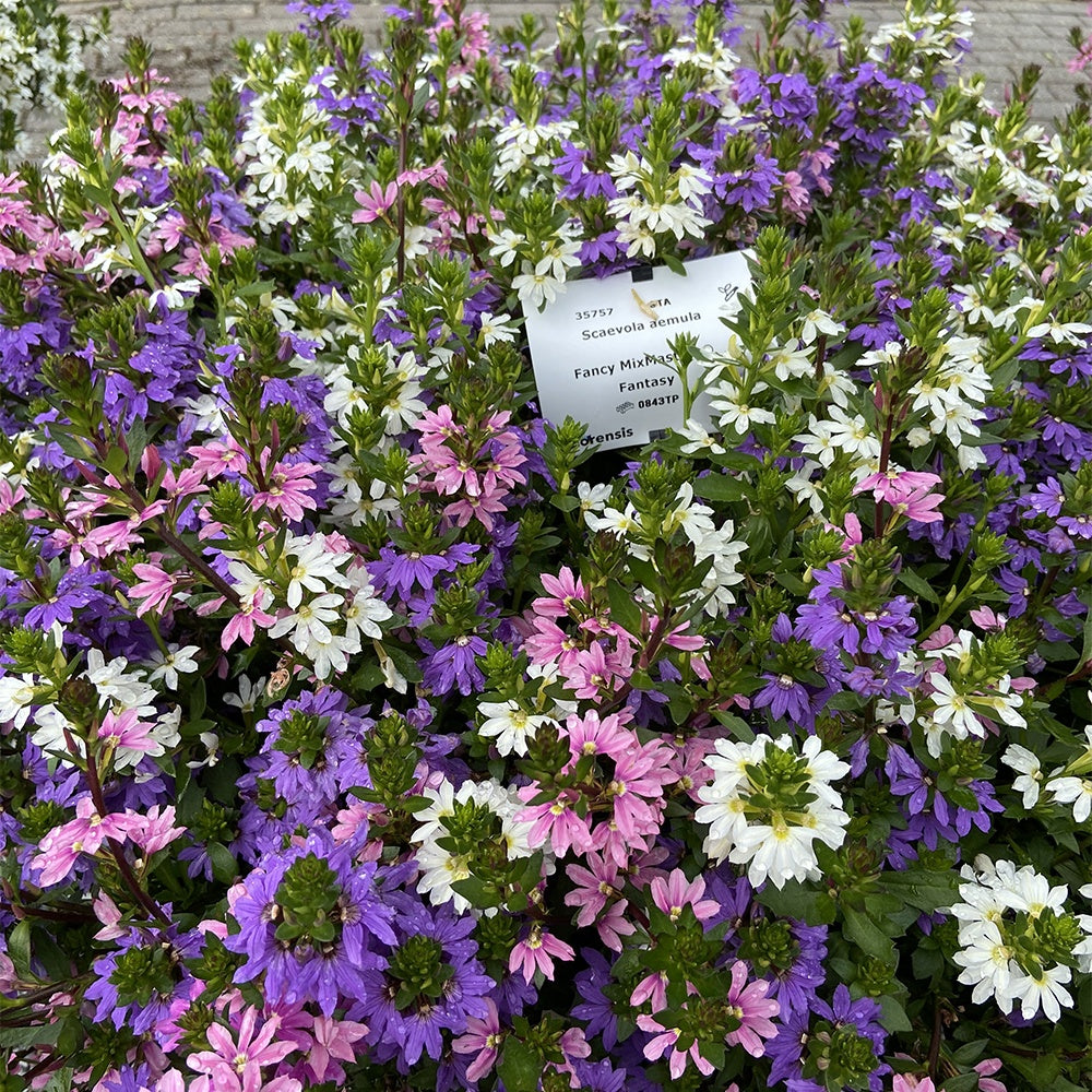 Fächerblumen gemischt (x3) - Willemse