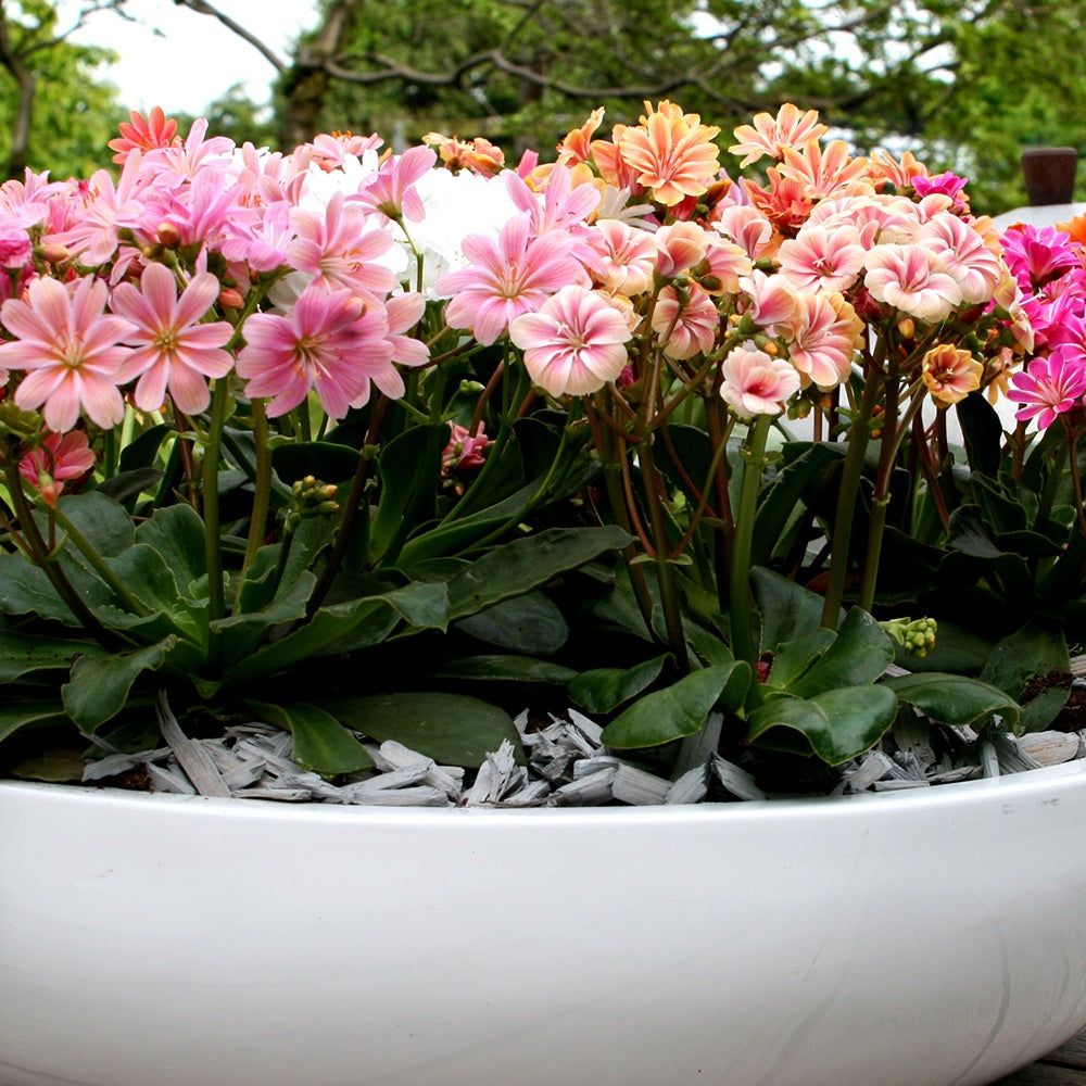 Bitterwurz Elise Mischung (x3) - Lewisia cotyledon elise - Willemse