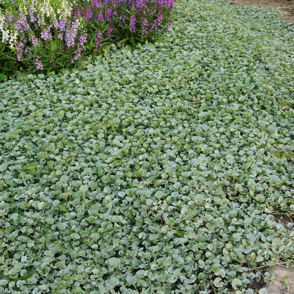 Silberregen (x3) - Dichondra argentea Silver Falls - Willemse