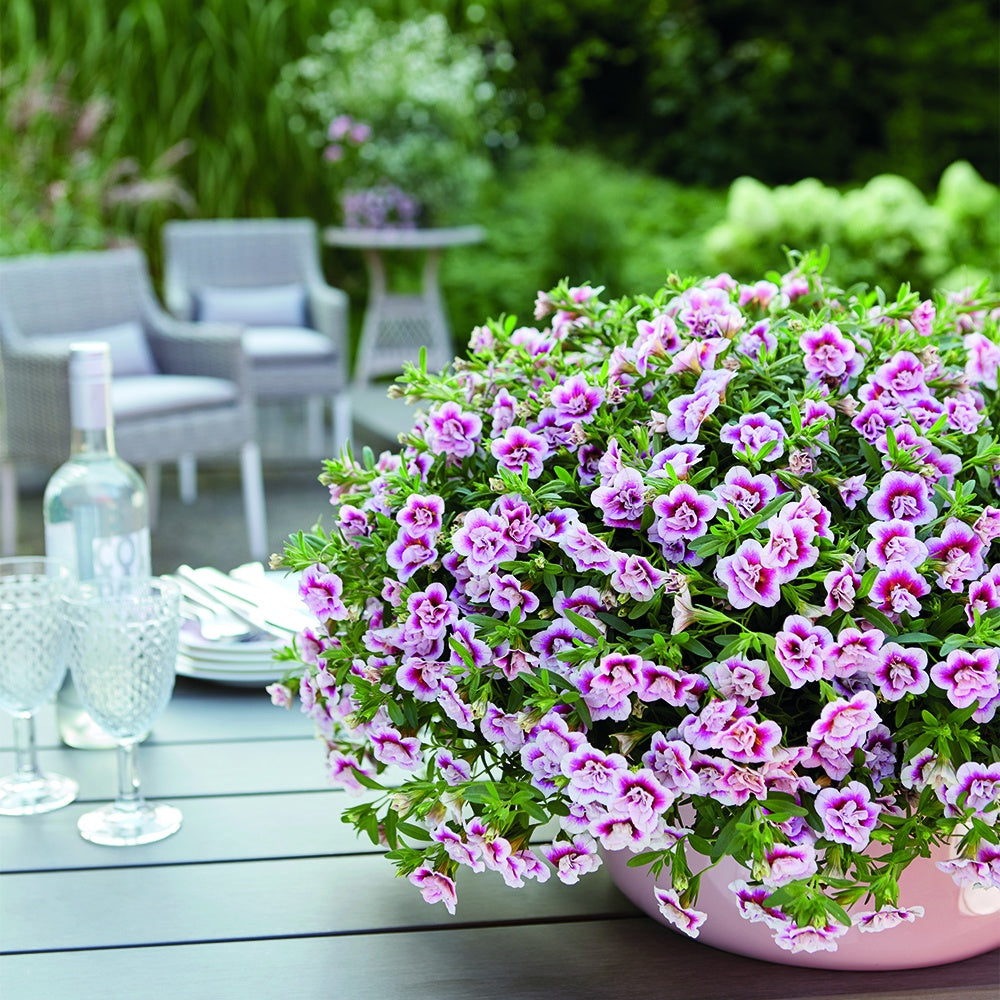 Zauberglöckchen MiniFamous Double PinkTastic (x3) - Calibrachoa hybride pinktastic
