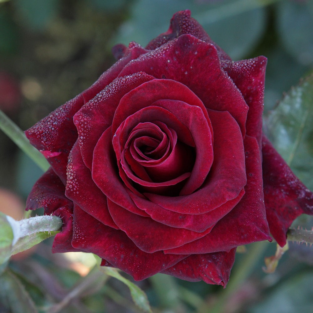 Kollektion Edelrosen (Black Baccara, Candy stripe, Helga) (x3) - Rosa 'black baccara', 'candy stripe', 'helga' - Willemse