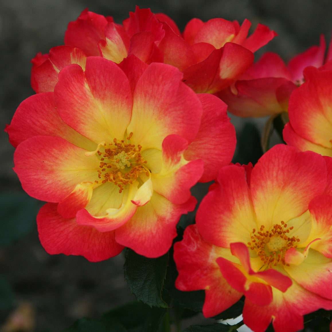 Rosenstrauch Summer of Love® - Rosa Summer of Love® - Willemse
