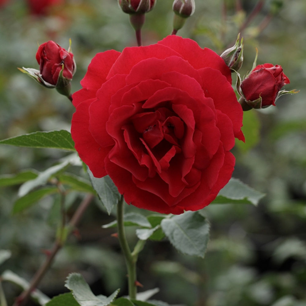 Rose Sympathie® - Rosa sympathie® - Willemse
