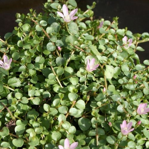 Zartes Bürzel - Anagallis tenella