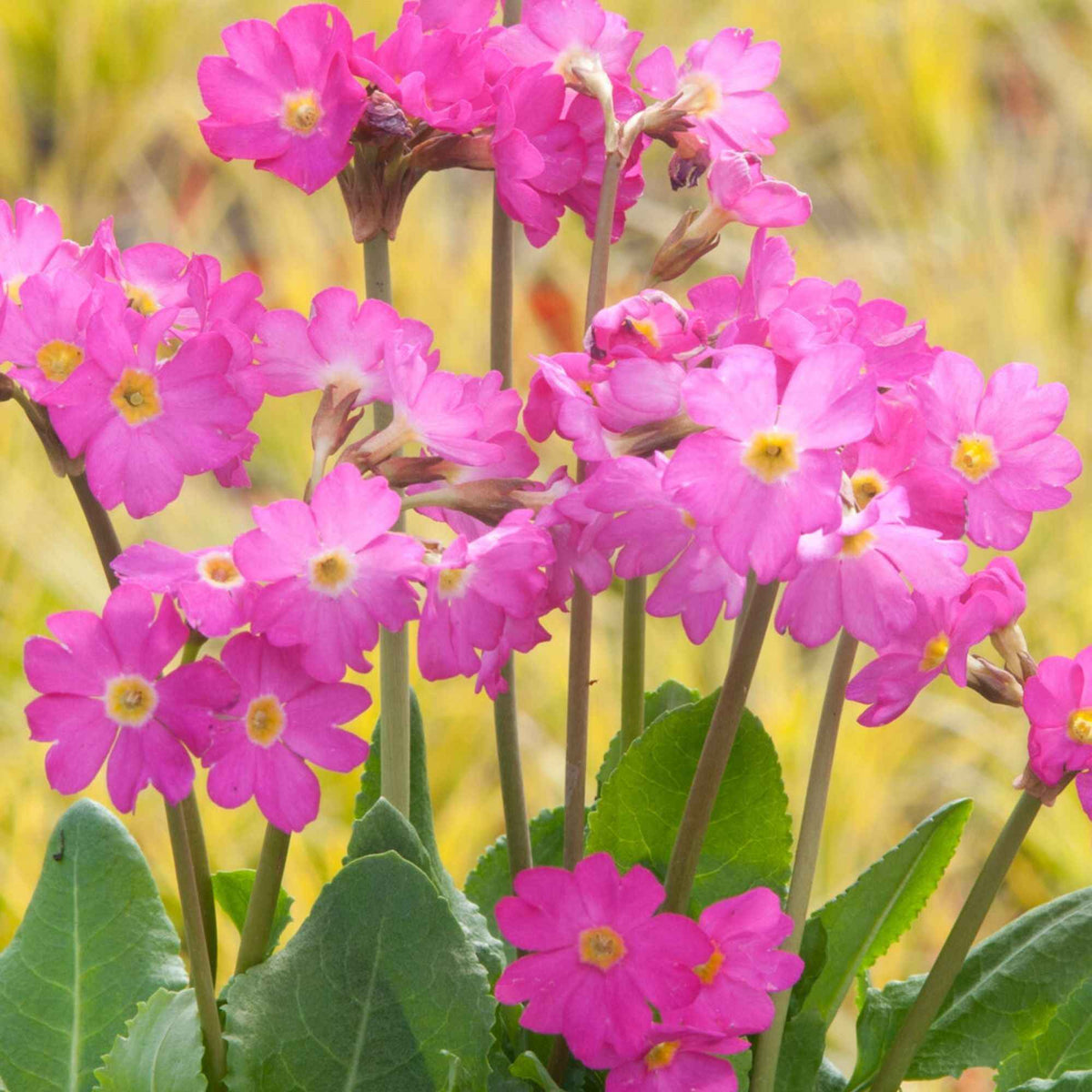 Rosen Schlüsselblume - Willemse