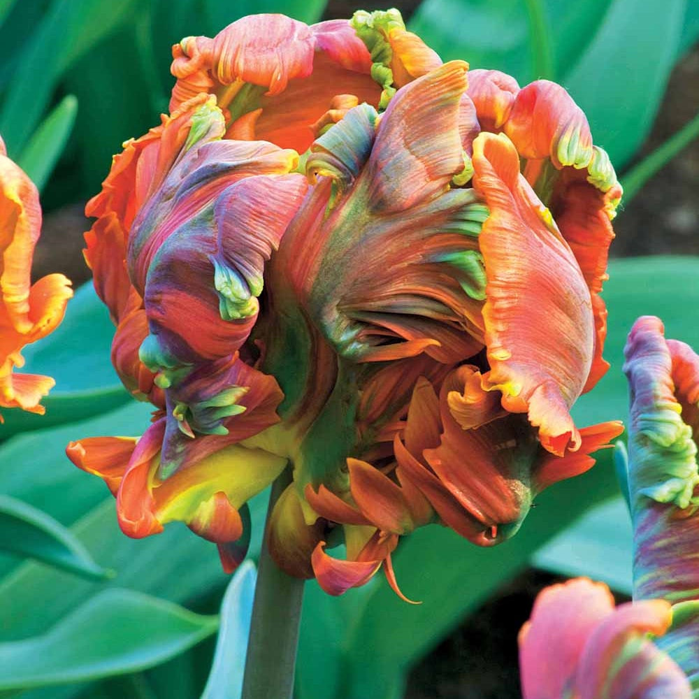 Papagei-Tulpen ‘Blumex’ (x6) - Willemse