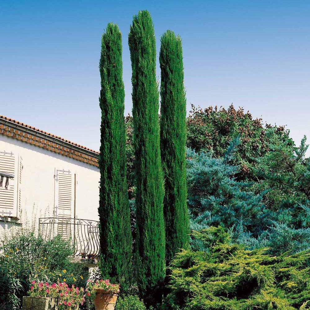 Mittelmeerzypresse Totem - Cupressus sempervirens Totem - Willemse