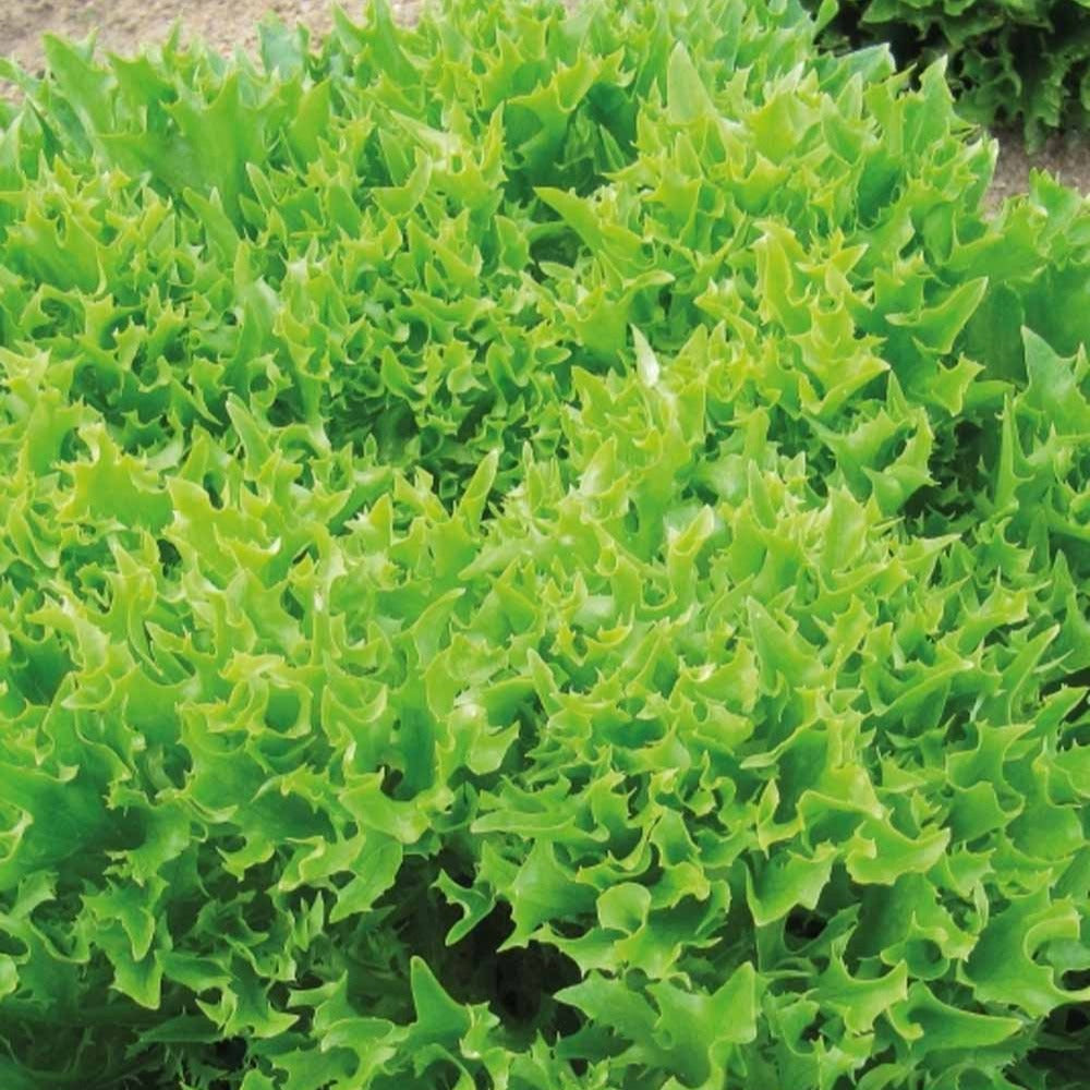 Bataviasalat ‘Eazyleaf Skilton’ - Lactuca sativa Eazyleaf Skilton - Willemse