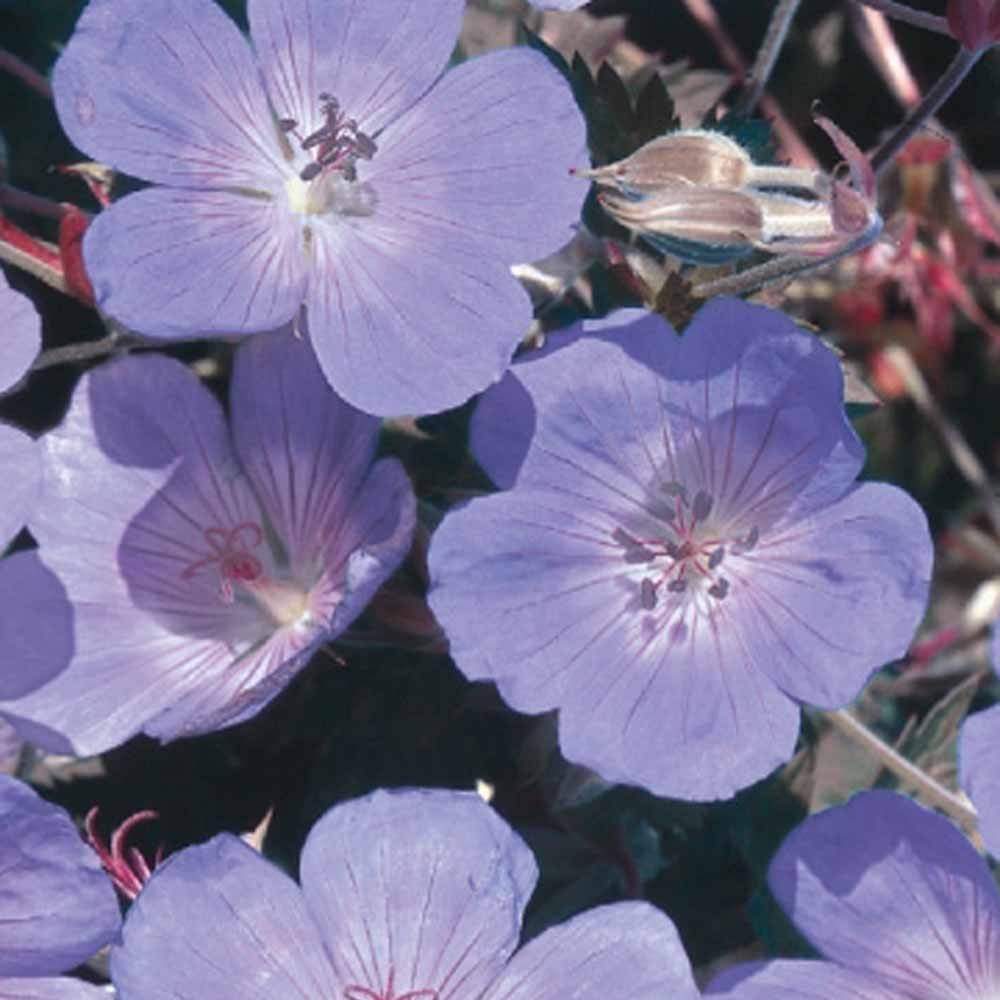 Wiesen-Storchschnabel - Geranium pratense - Willemse