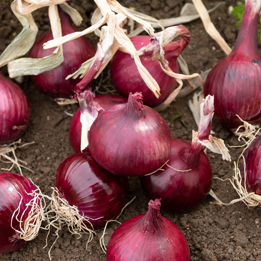Rote Zwiebel Red Baron Bio - Allium cepa red baron - Willemse