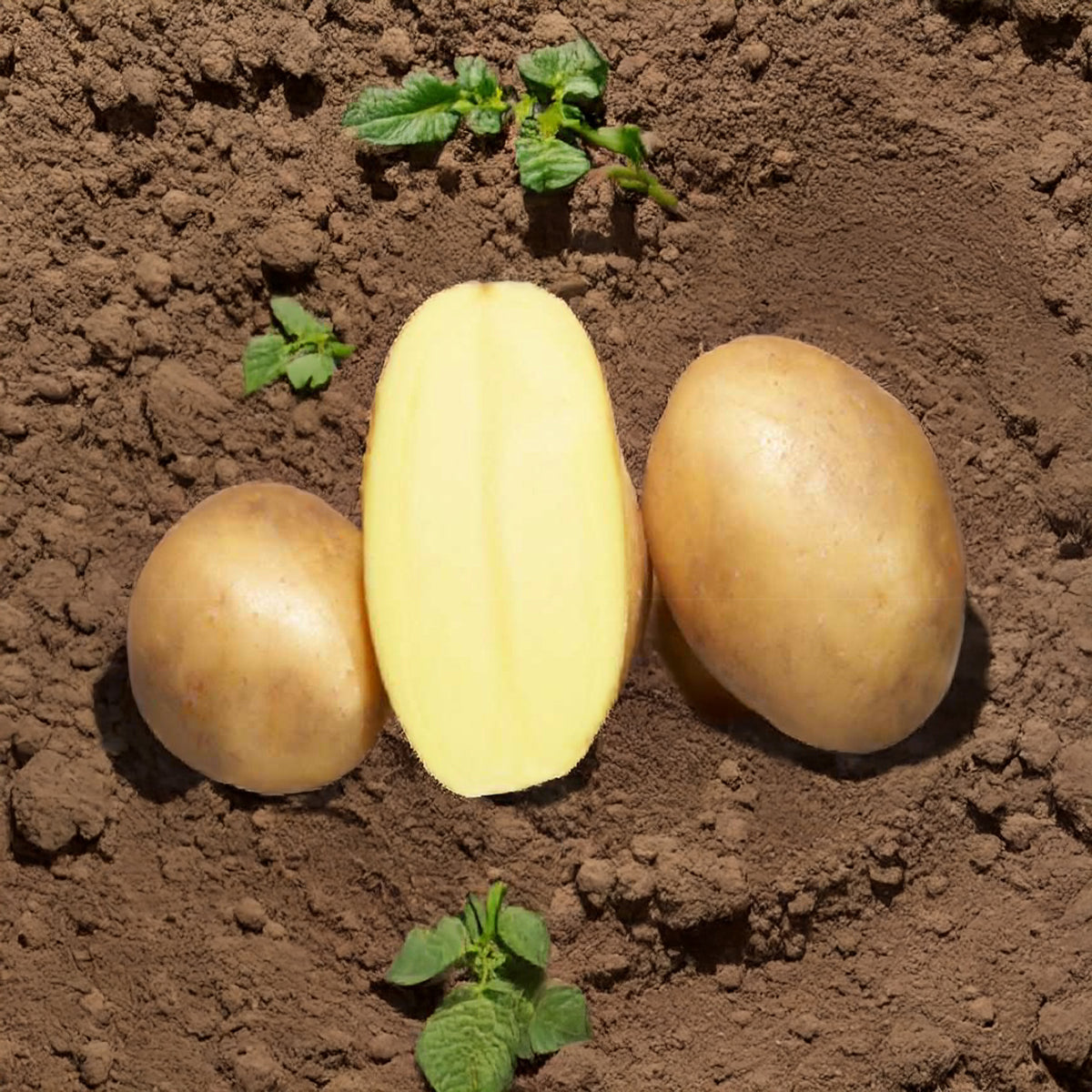 Kartoffel ‘Osiris’ Bio (x25) - Solanum tuberosum osiris - Willemse