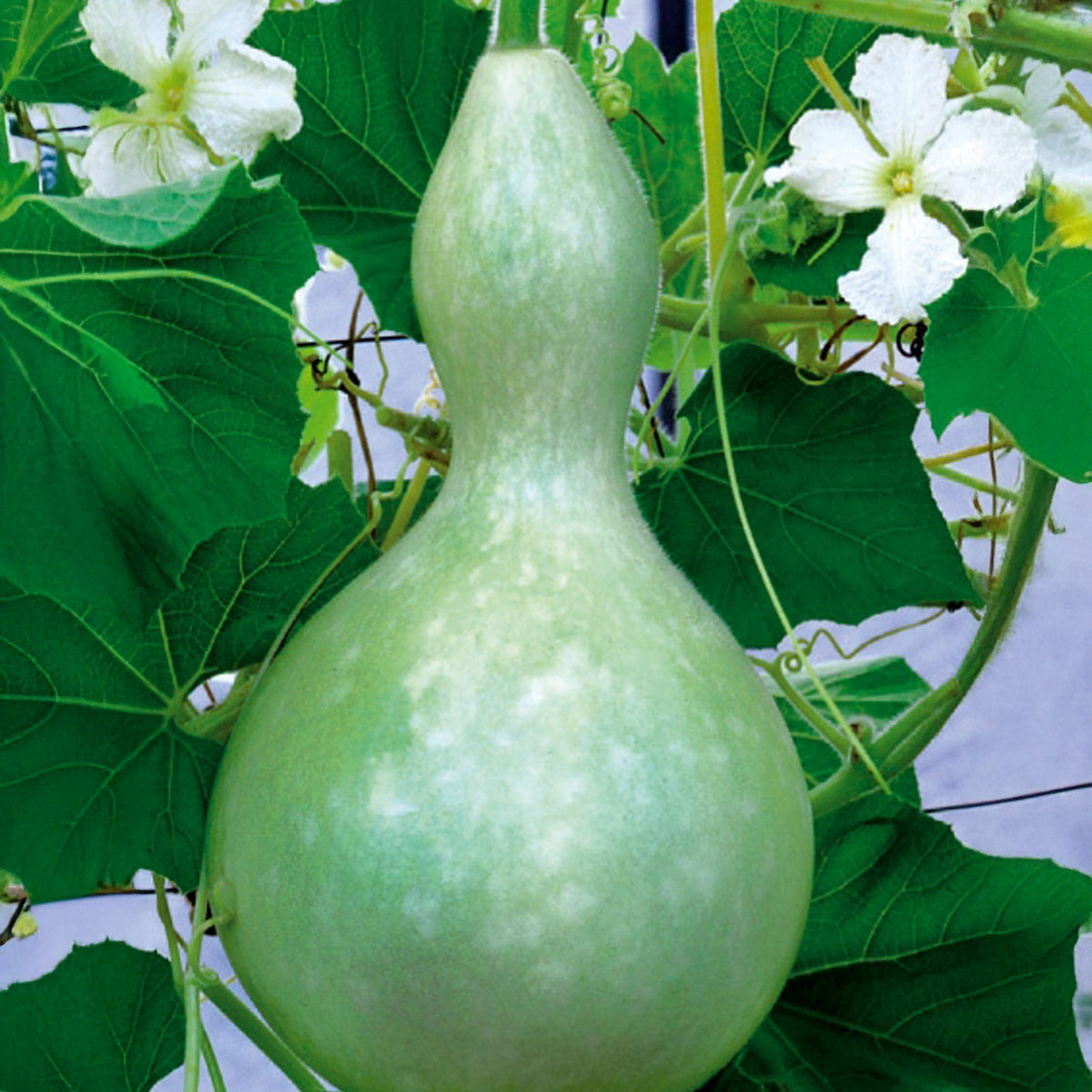 Flaschenkürbis - Cucurbita siceraria gourde bouteille - Willemse