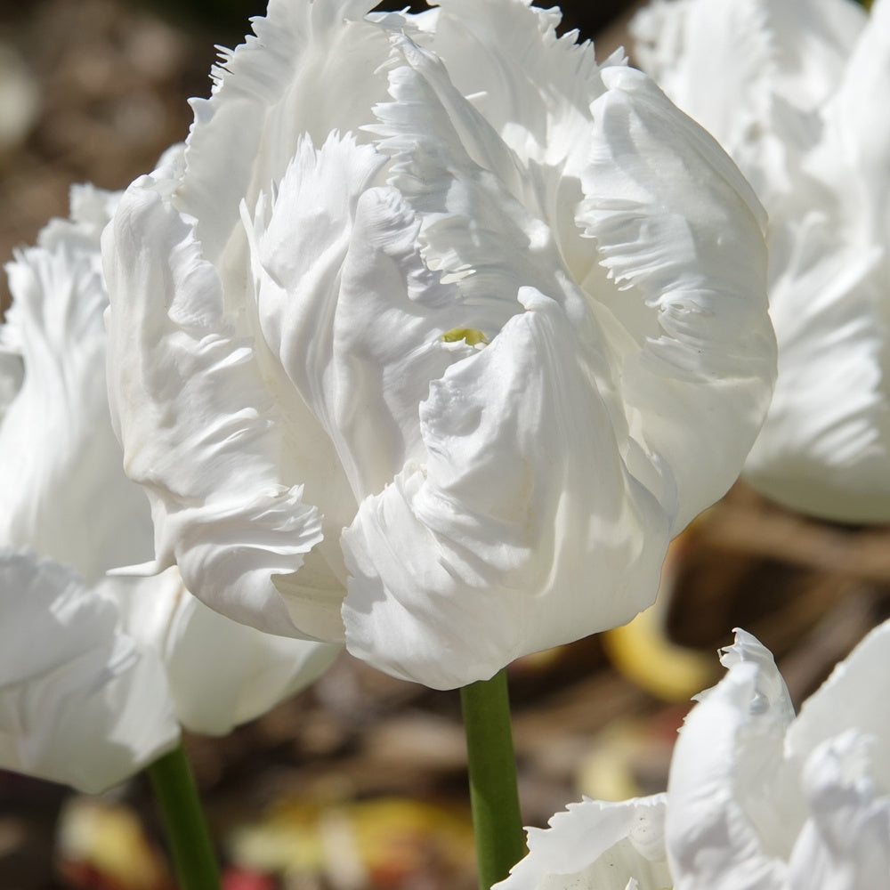 Papageien-Tulpen White Parrot (x7) - Willemse